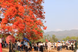 Hoa phượng bung nở rực rỡ trên đồi A1 ở Điện Biên