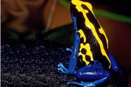 Ngắm 7 loài động vật sặc sỡ nhất hành tinh