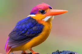 Cận cảnh loài chim "lòe loẹt" nhất Việt Nam