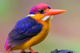 Cận cảnh loài chim "lòe loẹt" nhất Việt Nam