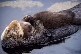 Thói quen ngủ hài hước, kỳ dị của các loài động vật