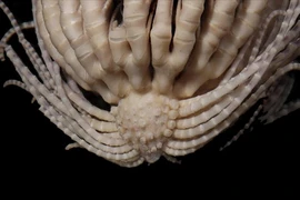 Tìm thấy quái vật náu dưới biển sâu, có 20 cánh tay kỳ dị 