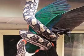 Rùng mình cảnh trăn kim cương treo mình trên cây nuốt chửng chim bồ câu