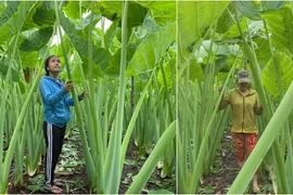 Loài cây xưa cho lợn ăn nay "đổi vận" thành đặc sản nhiều người ưa thích