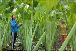 Loài cây xưa cho lợn ăn nay "đổi vận" thành đặc sản nhiều người ưa thích