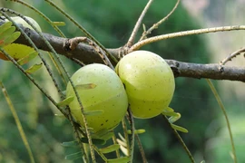 5 loại thảo mộc kích thích tóc mọc nhanh