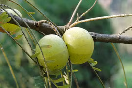 5 loại thảo mộc kích thích tóc mọc nhanh