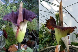 Top loài hoa độc - hiếm nhất hành tinh