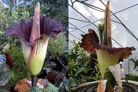 Top loài hoa độc - hiếm nhất hành tinh