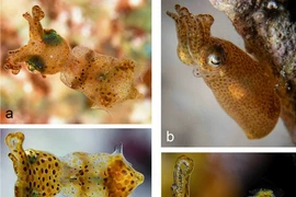 Loài mực lùn siêu nhỏ với cách săn mồi thú vị, kiểu "há miệng chờ sung"