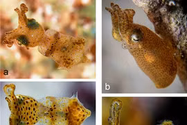 Loài mực lùn siêu nhỏ với cách săn mồi thú vị, kiểu "há miệng chờ sung"