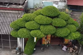 Chiêm ngưỡng cây sanh hơn 40 năm tuổi, dáng lão độc đáo ở Nam Định