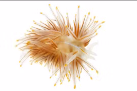 10 sinh vật độc lạ dưới đáy biển sâu