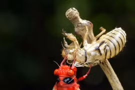 Kỳ lạ loài ve sầu sở hữu thân đỏ rực như quả ớt