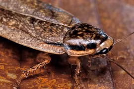 Điểm danh 8 loài động vật có trái tim kỳ dị nhất hành tinh