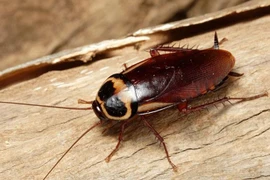 5 động vật có thể sống sót qua thảm họa toàn cầu