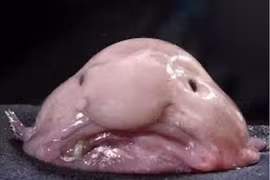 Top loài cá có hình thù kỳ dị nhất hành tinh