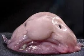 Top loài cá có hình thù kỳ dị nhất hành tinh