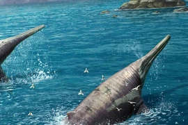 Đi dạo bãi biển, phát hiện hóa thạch "quái vật" lớn chưa từng thấy