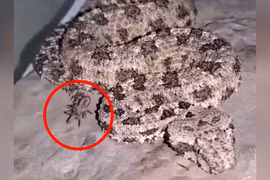 Loài rắn độc kỳ lạ dùng đuôi giả làm nhện để săn mồi