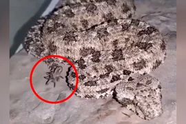 Loài rắn độc kỳ lạ dùng đuôi giả làm nhện để săn mồi