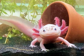 Bí mật chưa biết về "thủy quái" vùng Caribe