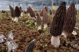 Loại nấm nhìn như tổ ong, xấu xí nhưng lại rất quý hiếm