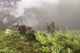 Triệt phá hơn 500 cây thuốc phiện trồng giữa rừng sâu