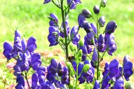 Vẻ đẹp ma mị của loài hoa được mệnh danh "nữ hoàng độc dược"