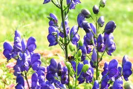 Vẻ đẹp ma mị của loài hoa được mệnh danh "nữ hoàng độc dược"