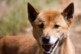 Chó "biết hát" quý hiếm bất ngờ tái xuất sau 50 năm vắng bóng