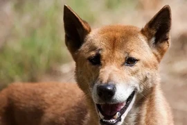 Chó "biết hát" quý hiếm bất ngờ tái xuất sau 50 năm vắng bóng