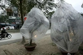 Muôn kiểu chống rét cho hoa, cây cảnh chờ đón Tết của nông dân Việt