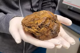 Bí ẩn xác ướp "quái thú" 30.000 năm không tan rã