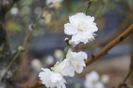 Đại gia chi cả chục triệu "săn" bạch đào thế độc đón Tết