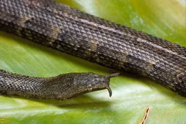 "Điểm mặt" 12 loài bò sát độc - dị - lạ ở Việt Nam 