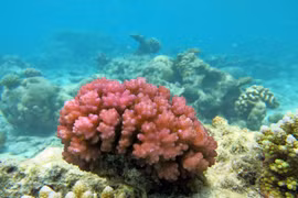 10 loài san hô quý hiếm nhất Việt Nam
