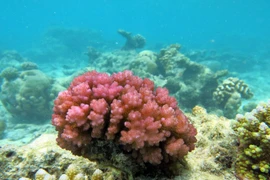 10 loài san hô quý hiếm nhất Việt Nam