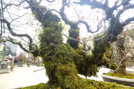Đào cổ phủ rêu từ gốc đến ngọn giá bạc triệu xuống phố đón Tết 2024