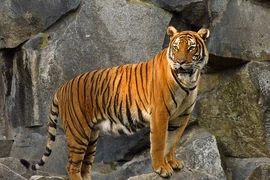 Cận cảnh loài hổ quý hiếm bậc nhất hành tinh