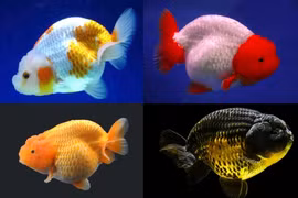 Loài cá "đáng thương", cứ thả về tự nhiên là... chết