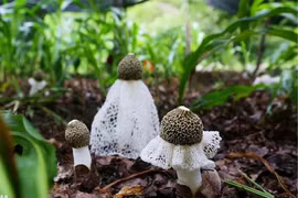 Kỳ lạ loài nấm “che mặt” như mỹ nhân, quý hiếm bậc nhất thế giới