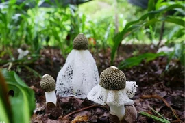 Kỳ lạ loài nấm “che mặt” như mỹ nhân, quý hiếm bậc nhất thế giới