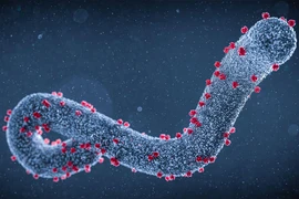 Top 8 loại virus nguy hiểm nhất hành tinh