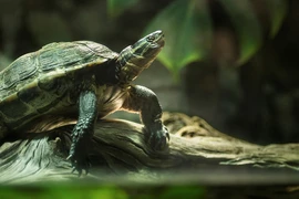 8 loài rùa quý hiếm ở Việt Nam nguy cơ tuyệt chủng