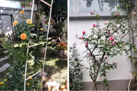 Hai cơ ngơi đồ sộ của vợ chồng NSND Hồng Vân 