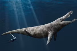 Cận cảnh "quái vật" biển với bộ răng sắc nhọn, có thể nghiền nát ôtô