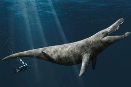 Cận cảnh "quái vật" biển với bộ răng sắc nhọn, có thể nghiền nát ôtô