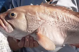 Đụng trúng "quái ngư" khổng lồ dài 1,6m khi đi câu cá