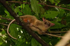 Những loài thú có túi kỳ quái, chỉ có ở châu Mỹ